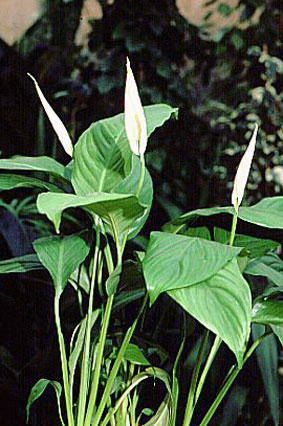 Spathiphyllum Tasson